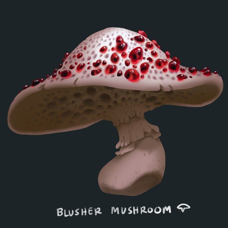 the blusher mushroom