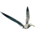 IconSeagull