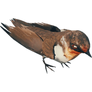 BrownBird