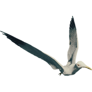Seagull