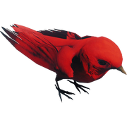 RedBird
