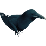 Crow