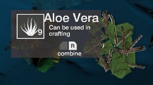 40+ The Forest Map Aloe Vera Location Pictures