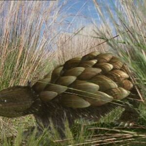 rattleback amazon
