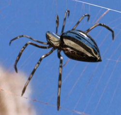 Silver spider