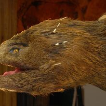 rattleback amazon