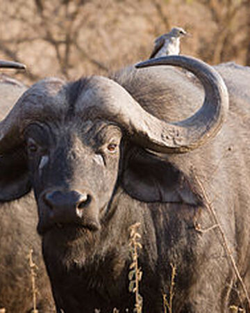 African Buffalo | The Great Animal Wiki | Fandom