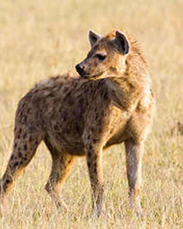 Spotted Hyena The Great Animal Wiki Fandom