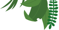 User blog:Petitepetals/mira, Animal Groups Roleplay Wiki