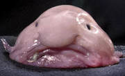 AlienBlobFish1
