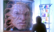 Faceofboe