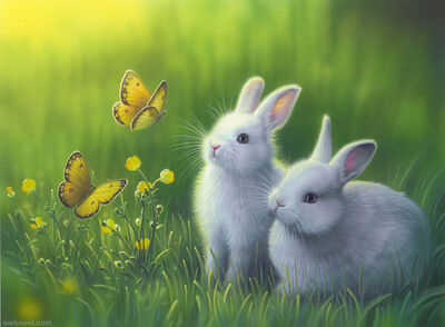Rabbit 1
