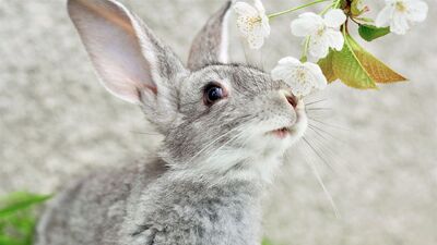 Rabbit 2