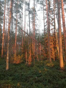 Fangorn1