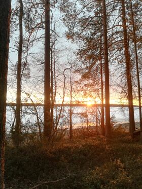 Fangorn2