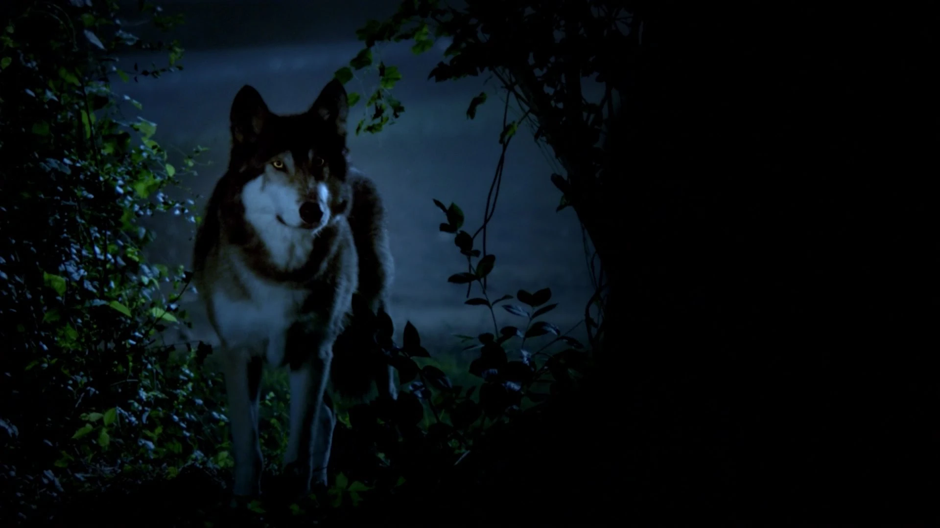 Loupgarou Wiki The Originals FANDOM powered by Wikia