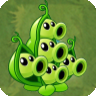 Pea Pod2