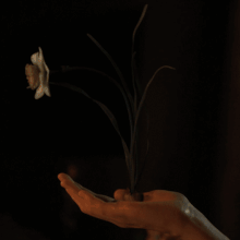 Anne destroying a plant