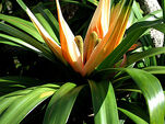 Arborea Plant