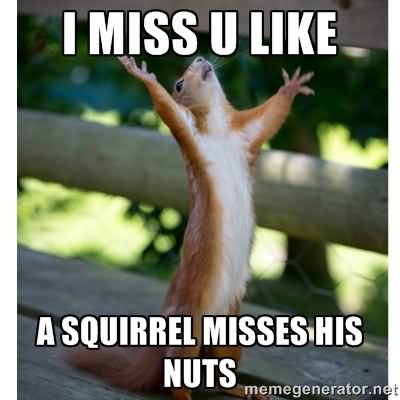 image i miss u like a squirrel misses his nuts funny meme image