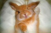 F7f276f0ee152846f39623500a3f2314--bunny-bunny-cute-bunny