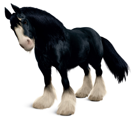 Angus