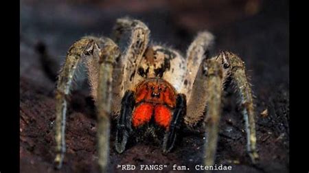 26+ Brazilian Wandering Spider Fangs PNG