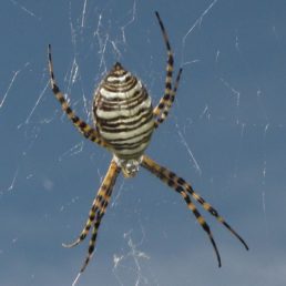 Banded Garden Spider The Spider Wiki Fandom