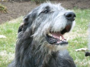 wolfhound for adoption