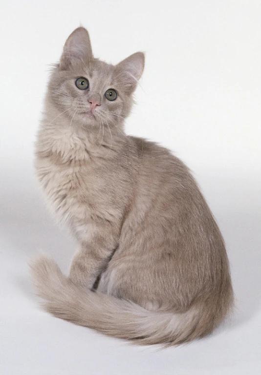 Image Fernblossom Windclan Warriors Cream Cat Long haired.jpg The