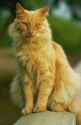 warrior cats in real life