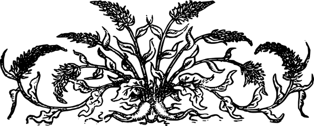 File:Decorativedivider-plants-800px.png