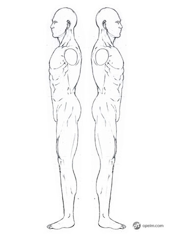 File:Anatomy Drawings.jpg