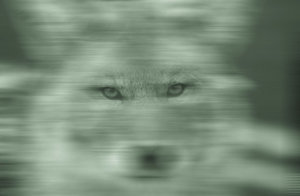 DustCoyote1147-d5hld0j