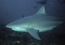 250px-Bullshark Beqa Fiji 2007