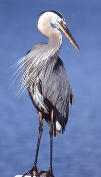 Ardea-herodias