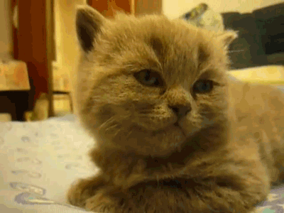 image cutest kitten gifs sleepy gif the big e wiki fandom