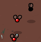 Flies