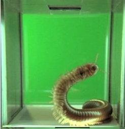 Giant Millipede The Cabin In The Woods Wiki Fandom