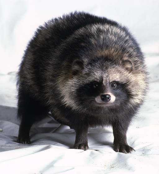 Raccoon_dog.jpg