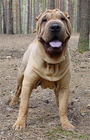 chinese fighting dog shar pei