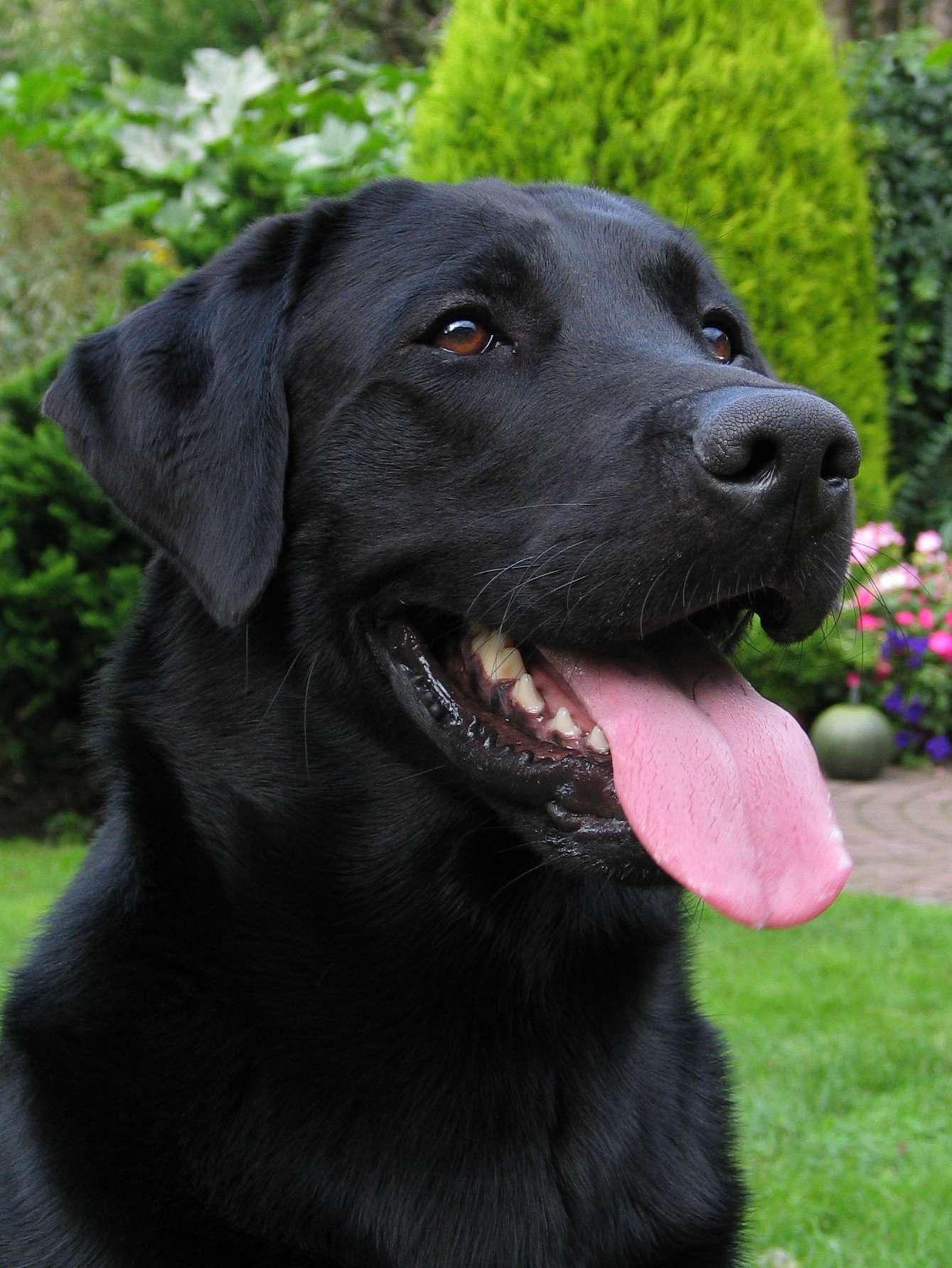 Download Labrador Retriever | Poochpedia | FANDOM powered by Wikia