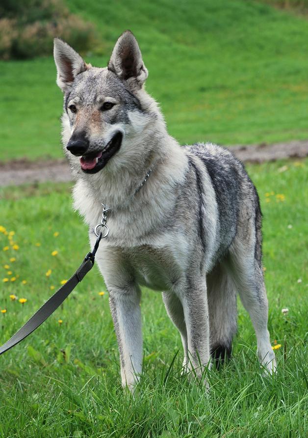 Image - Czech wolfdog 4.jpg | Poochpedia | FANDOM powered by Wikia