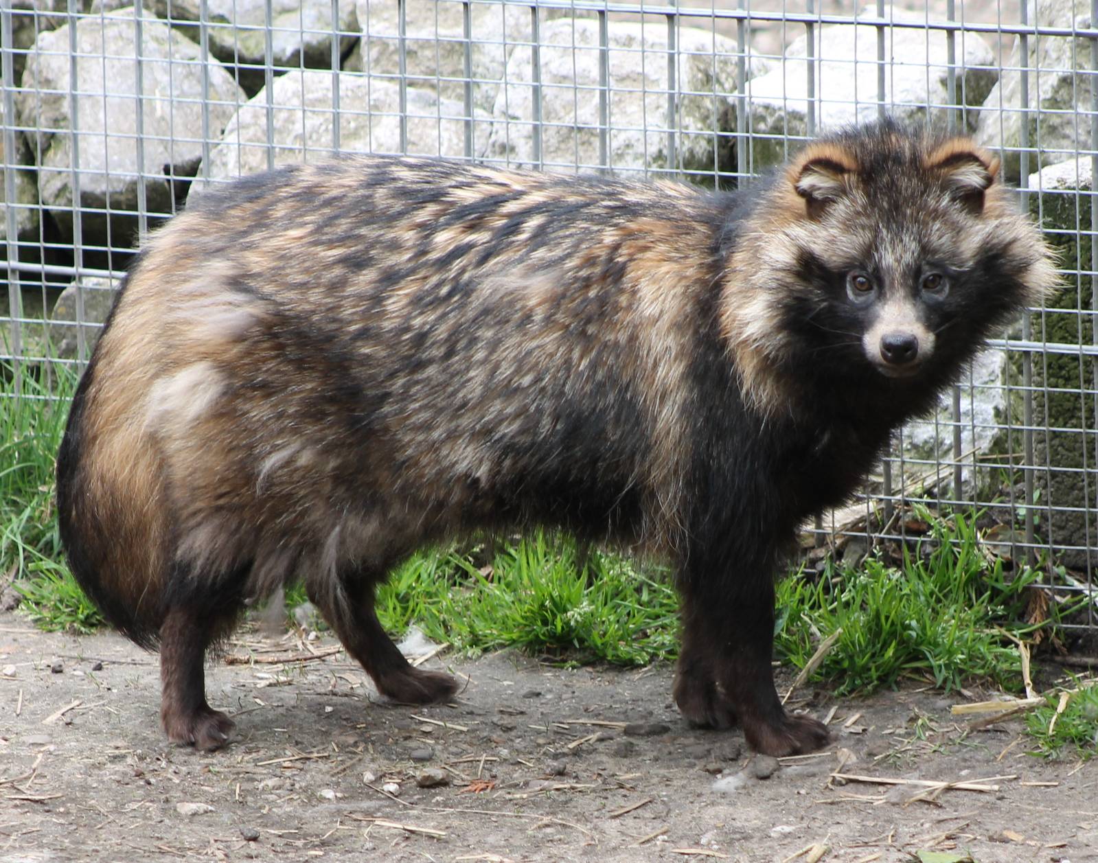 Raccoon Dog | Poochpedia | FANDOM powered by Wikia