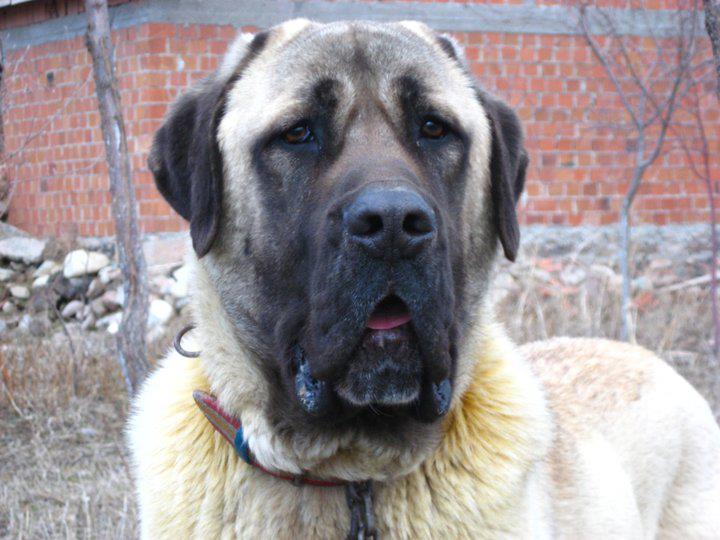 köpek davranışlarının anlamı resimli