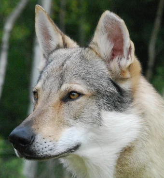 czech wolf dog