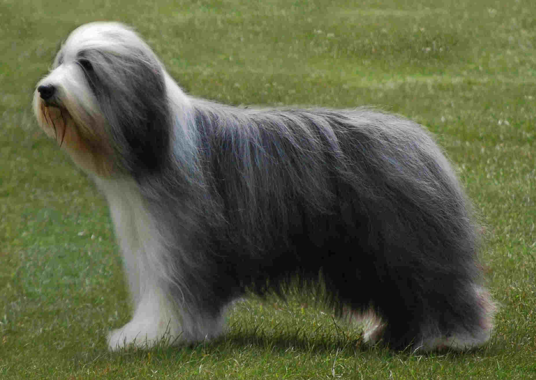 Bearded Collie Poochpedia Fandom Ed By Wikia Bearded Collie Poochpedia Fandom Ed By Wikia
