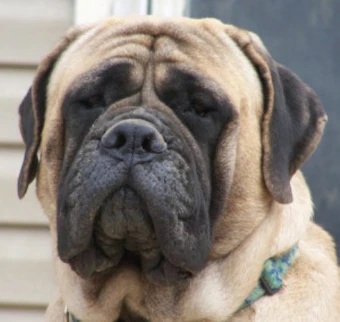 English Mastiff Poochpedia Fandom