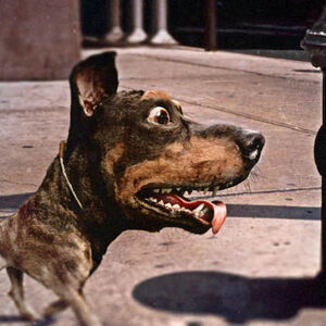 doberhuahua poochpedia fandom doberhuahua poochpedia fandom