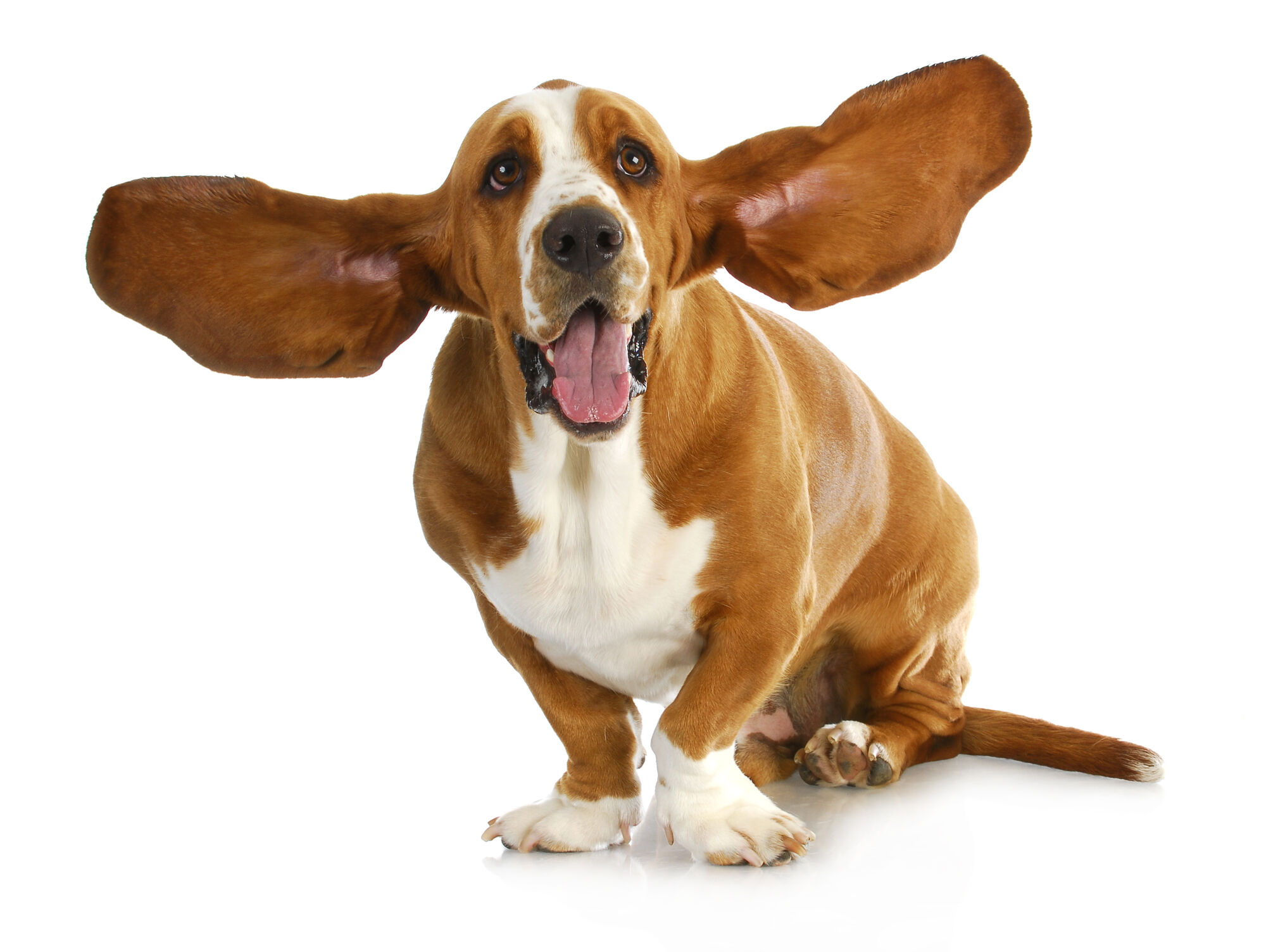 Image Basset hound ears.jpg Poochpedia FANDOM powered by Wikia